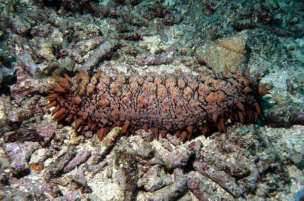 What is so cool about the SEA CUCUMBER?